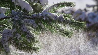<strong>云杉</strong>摇晃雪花阳光关闭冷杉树覆盖毛茸茸的雪